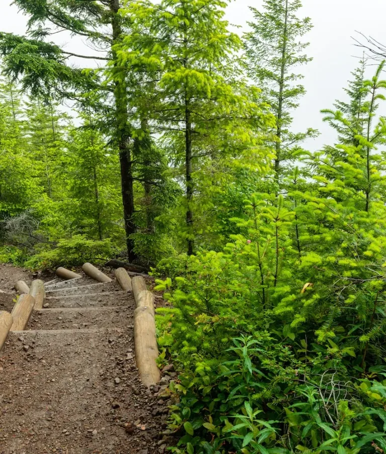 A dirt hiking trail on Tiger Mountain bordered by logs descends through a lush forest with evergreen trees and dense foliage.